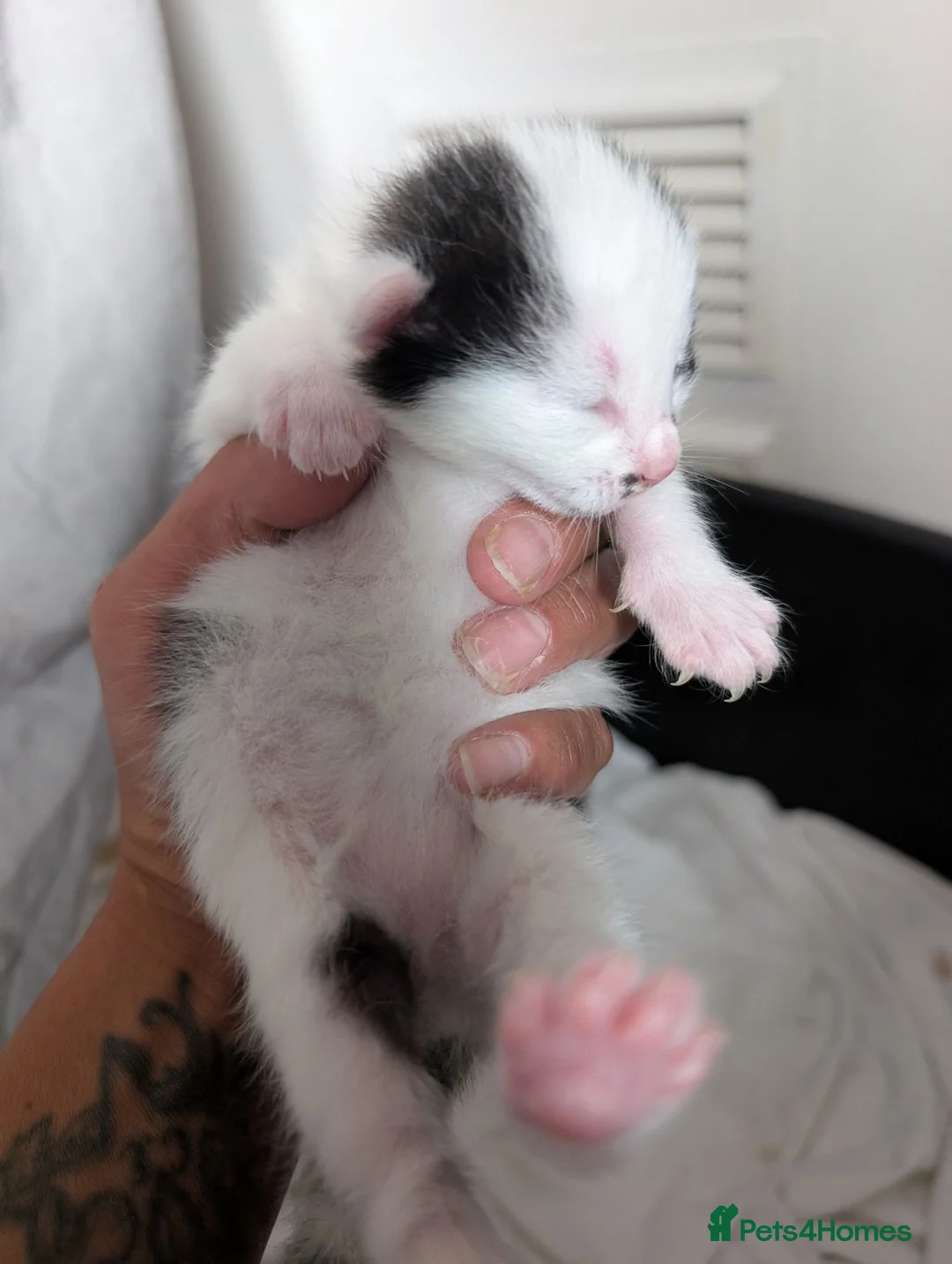 Mixed Breed cats for sale: Beautiful chunky kittens  - Advert 2