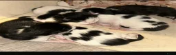 Mixed Breed cats for sale: Beautiful litter - Advert 4