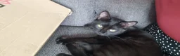 Mixed Breed cats for sale: X2 girl cats  - Advert 6