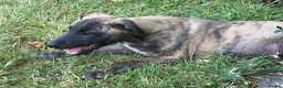 Whippet dogs for sale: KC registered whippet puppies ready now  - Advert 12