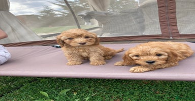 Cockapoo dogs - Advert 3