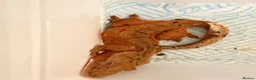 Gecko reptiles for sale: Female confetti Dalmatian crested gecko - Advert 5