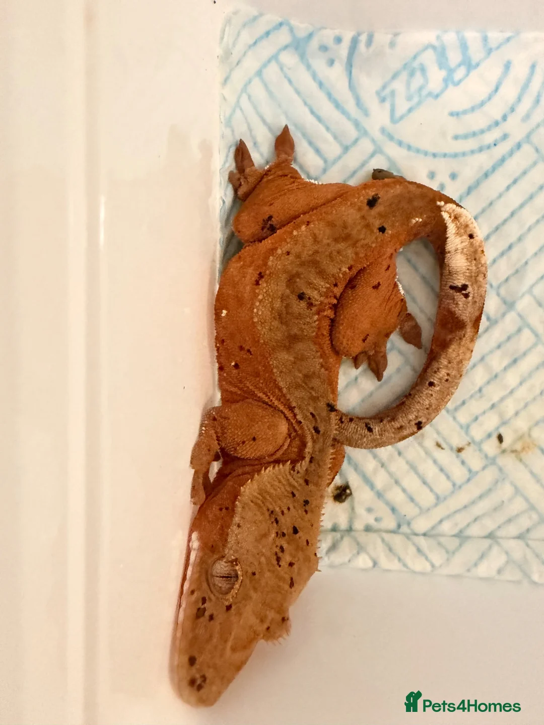 Gecko reptiles for sale: Female confetti Dalmatian crested gecko - Advert 5