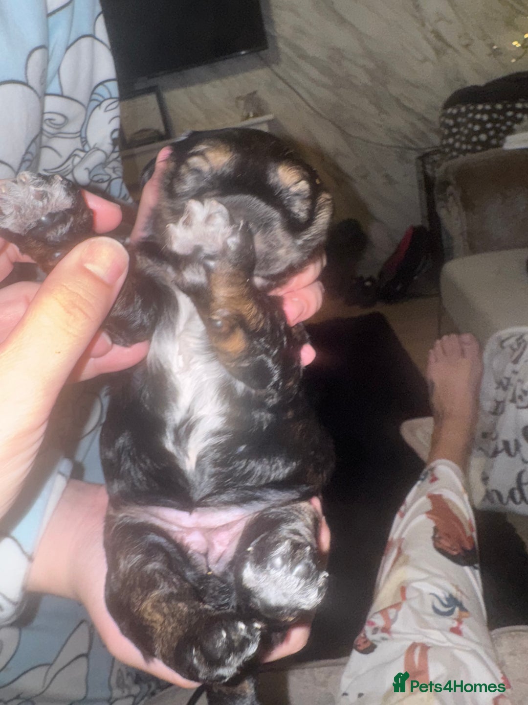 Cockapoo dogs for sale: Tri cockapoo girl  - Image 19