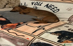 Dachshund dogs for stud: Mini dachshund stud  - Image 3
