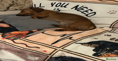 Dachshund dogs - Advert 7