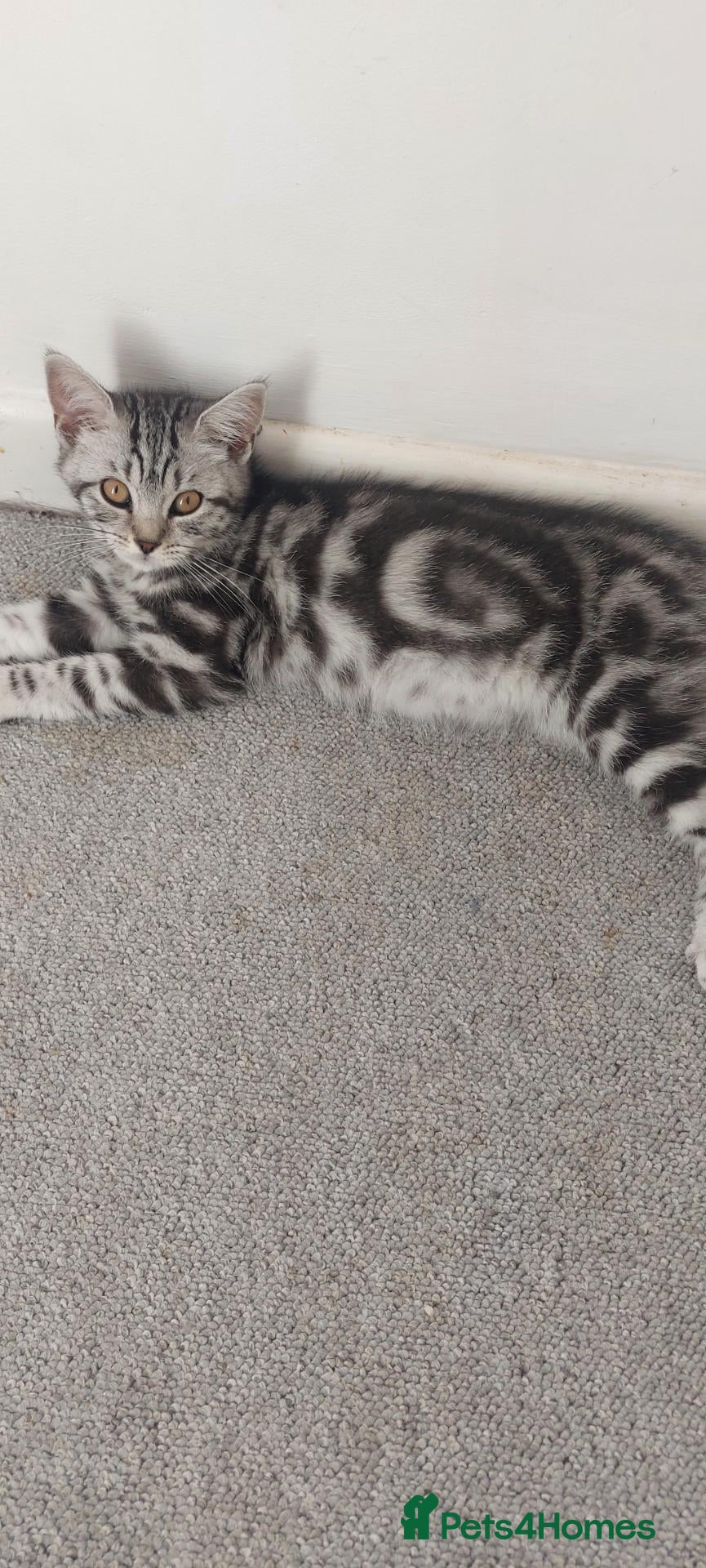 British Shorthair cats Classic tabby and spotted british shorthair girls - Advert 1