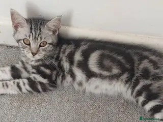 British Shorthair cats Classic tabby and spotted british shorthair girls - Advert 1