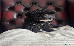 Maltipoo dogs for sale: Gorgeous tiny toy F1 Maltipoo puppies  - Image 2
