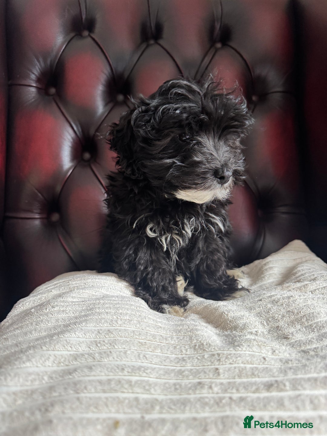 Maltipoo dogs for sale: Gorgeous tiny toy F1 Maltipoo puppies  - Image 2