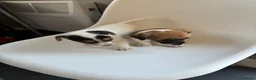 Jack Russell dogs for sale: Jack russel puppy  - Advert 2