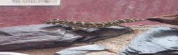 Gecko reptiles for sale: Cb25 & 26 Viper Geckos in Loughborough - Advert 3