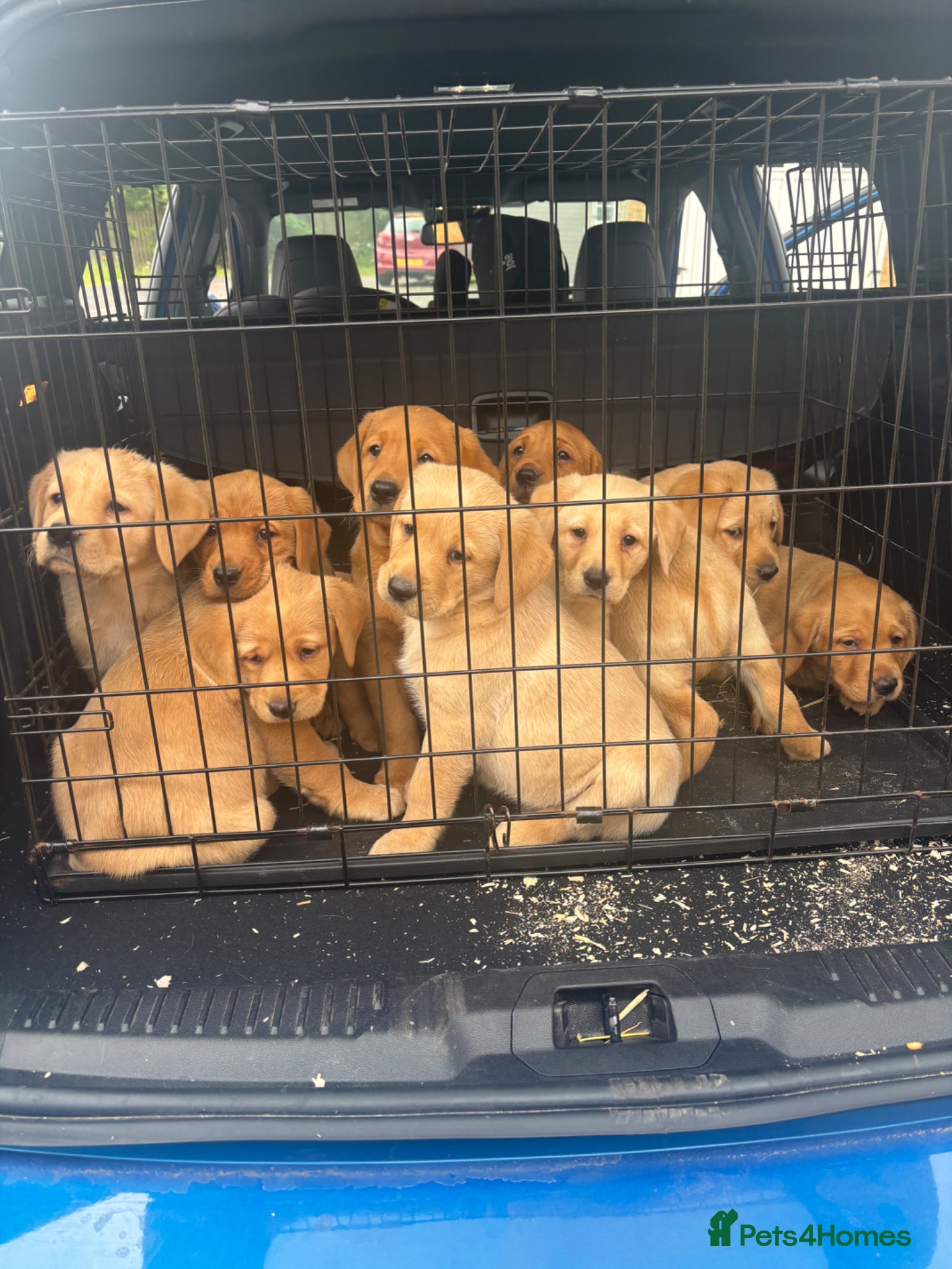 Labrador Retriever dogs (Fox red)Pure pedigree Labrador puppies - Advert 3