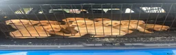 Labrador Retriever dogs for sale: (Fox red)Pure pedigree Labrador puppies - Advert 1