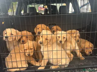 Labrador Retriever dogs (Fox red)Pure pedigree Labrador puppies - Advert 3
