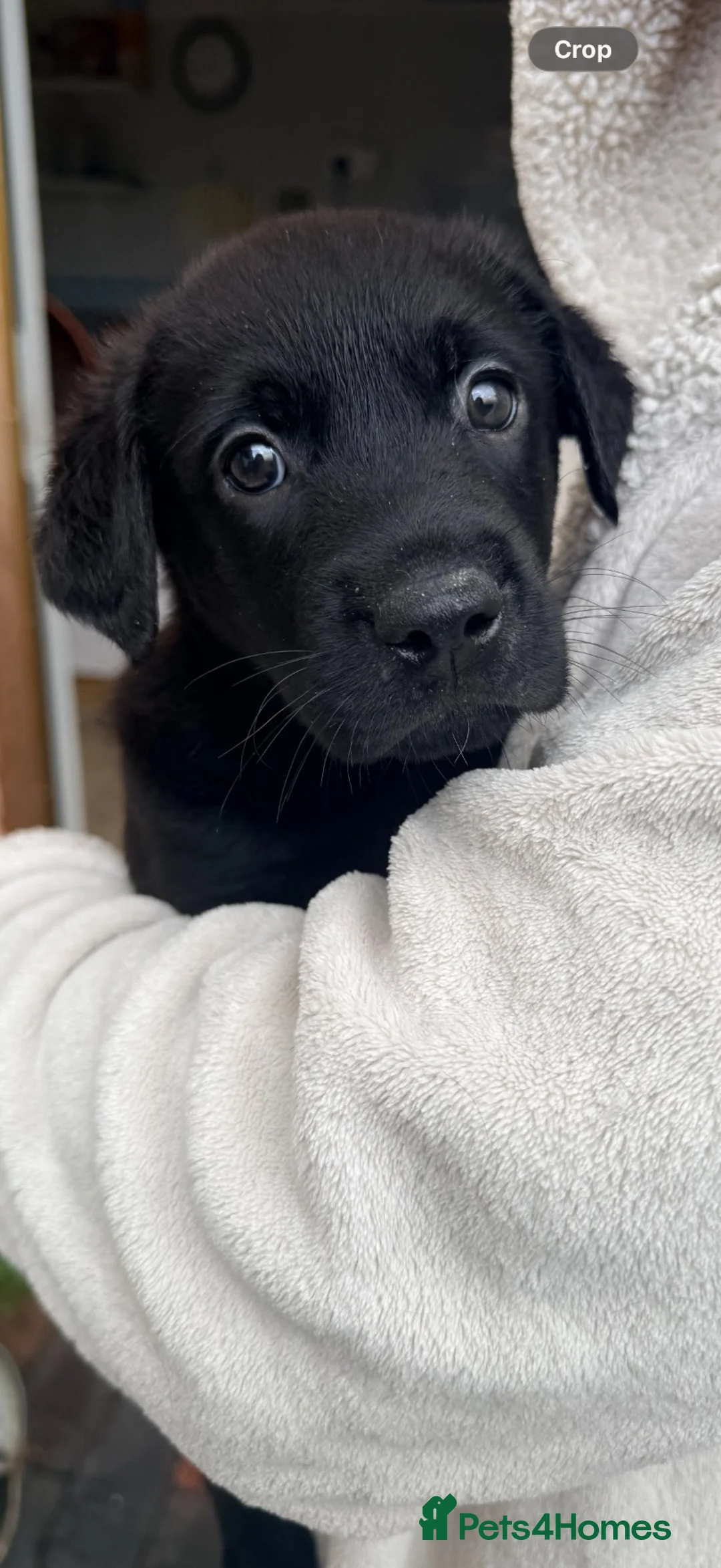 Mixed Breed dogs for sale: 4 Belgian Malinois girls for sale  in Tarporley - Advert 2