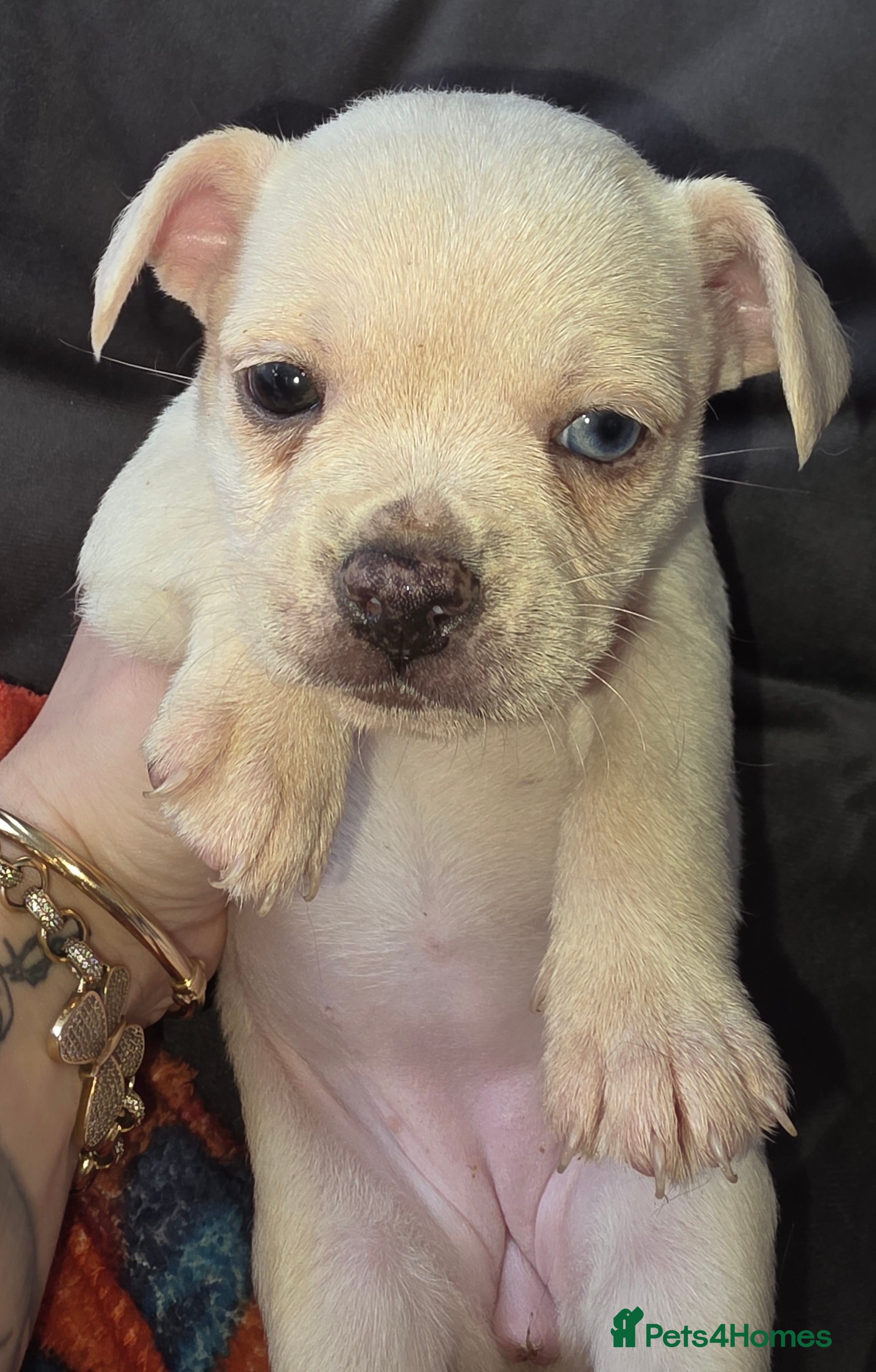 Mixed Breed dogs Chihuahua cross french bulldog  - Advert 1