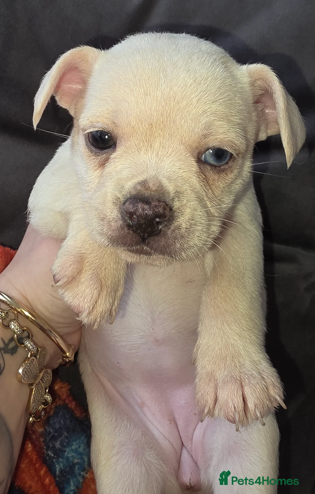 Mixed Breed dogs for sale: Chihuahua cross french bulldog  - Advert 1
