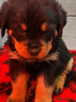 Rottweiler dogs - Advert 11