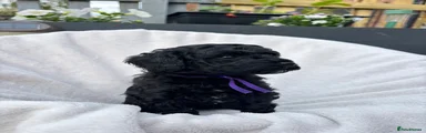 Purple collar 