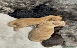 Toy Poodle dogs for sale: Adorable Toy Poodle Puppies  - Image 8