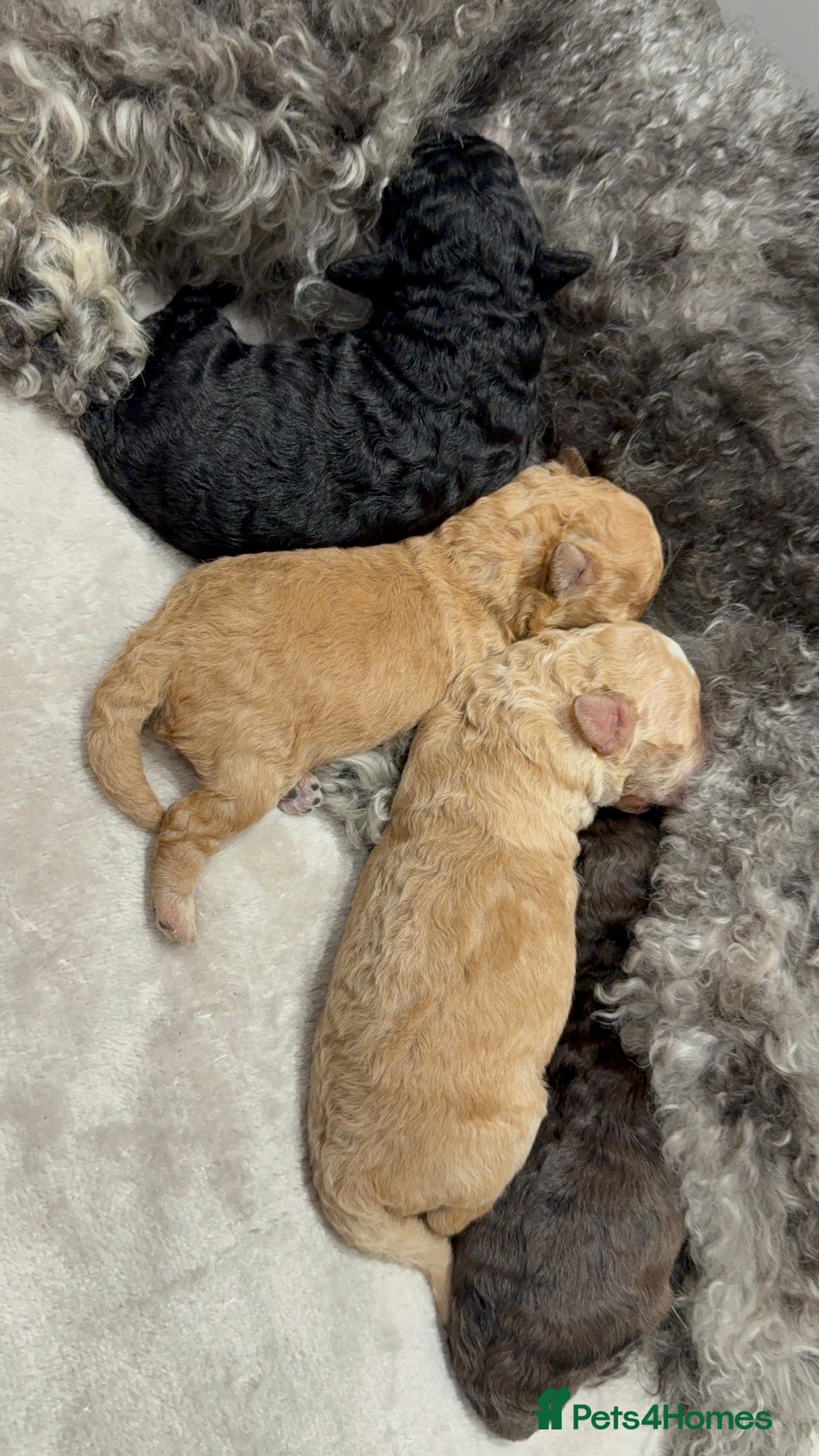 Toy Poodle dogs for sale: Adorable Toy Poodle Puppies  - Image 8