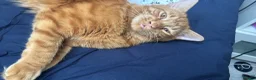 Bengal cats for sale: Male bengal ginger cat - Advert 1