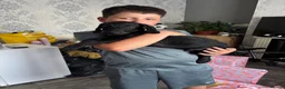 Mixed Breed dogs for sale: Handsome boy - Advert 4