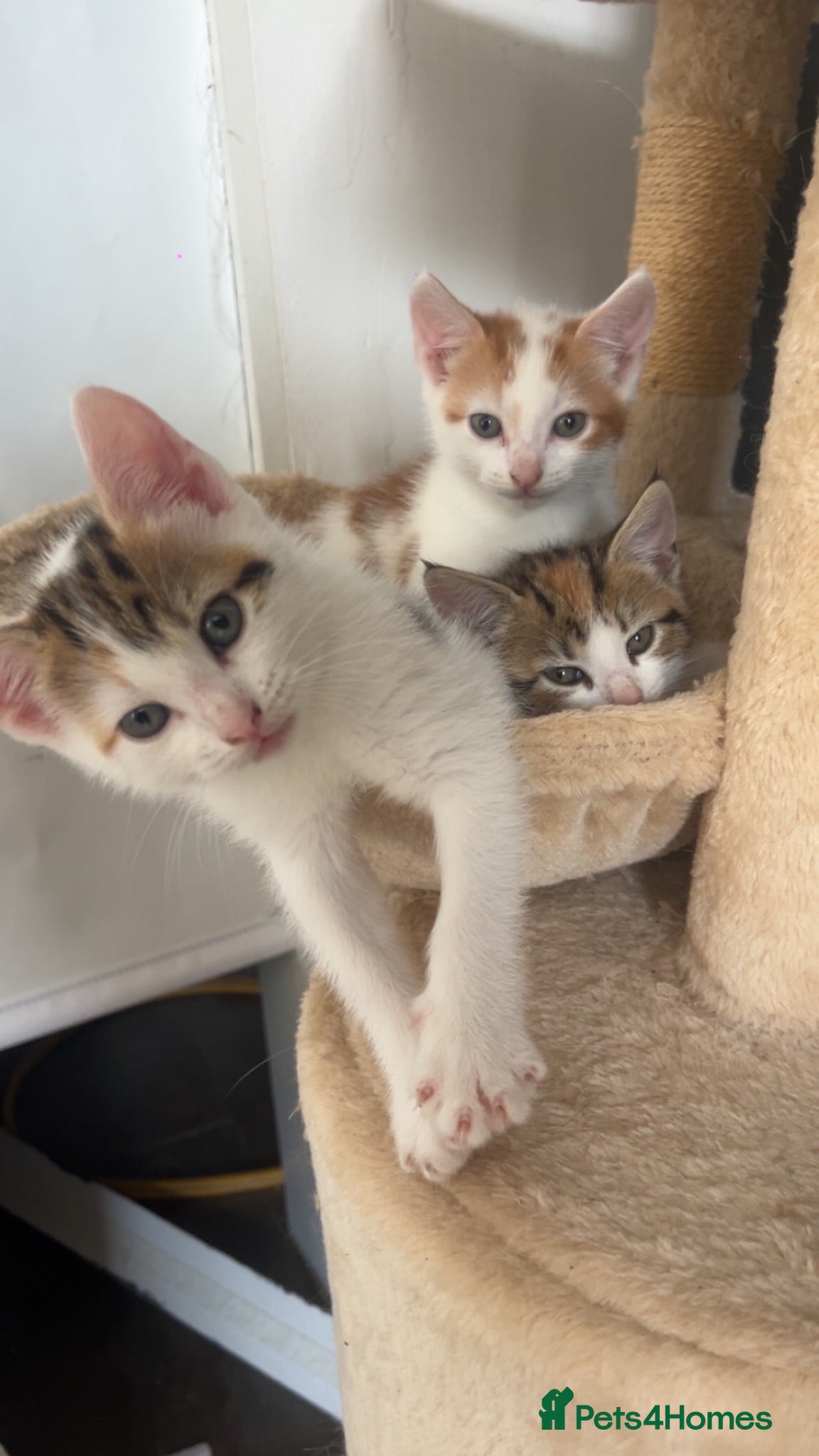 Mixed Breed cats 2 kittens ready for new homes  - Advert 7