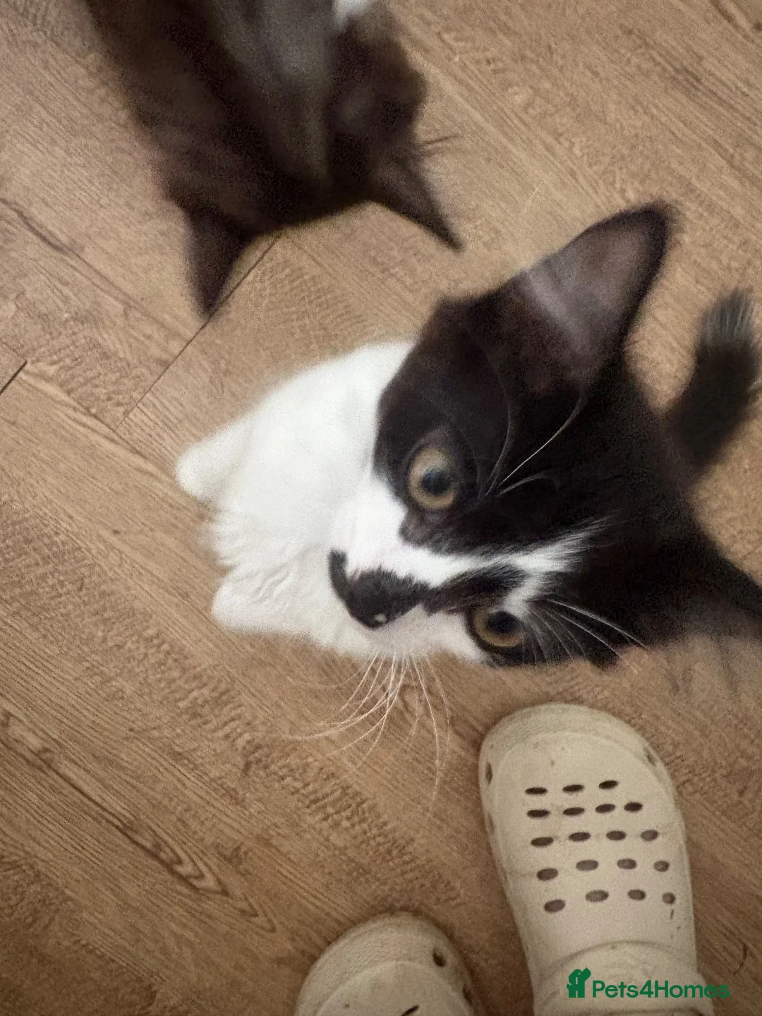 Mixed Breed cats for sale: Accidental litter  in Ipswich - Advert 2