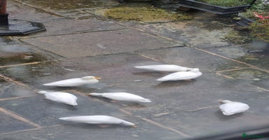 Ducks poultry - Advert 9