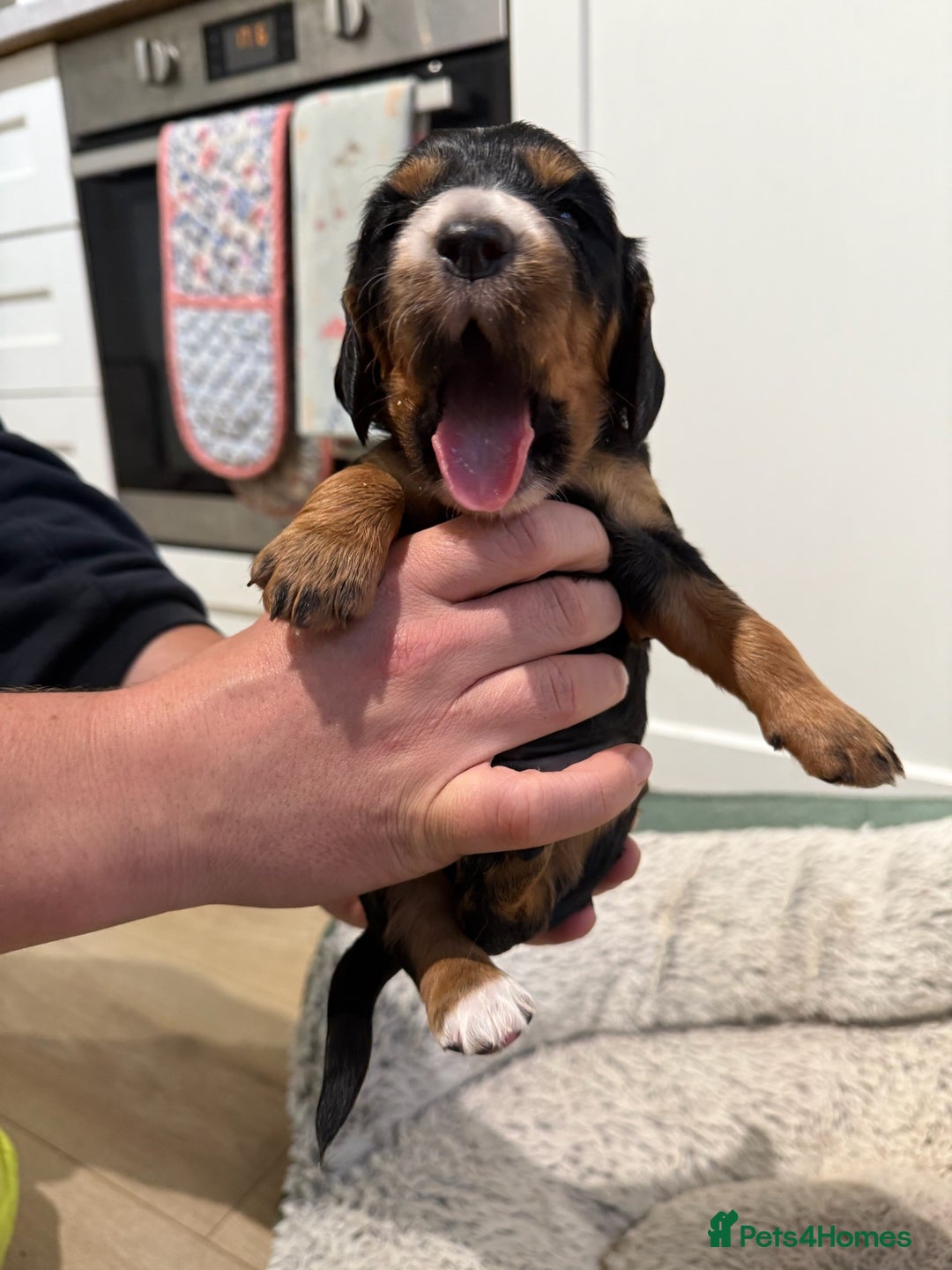 Cocker Spaniel dogs for sale: Male Working Cocker Spaniel Puppies for sale - Image 2