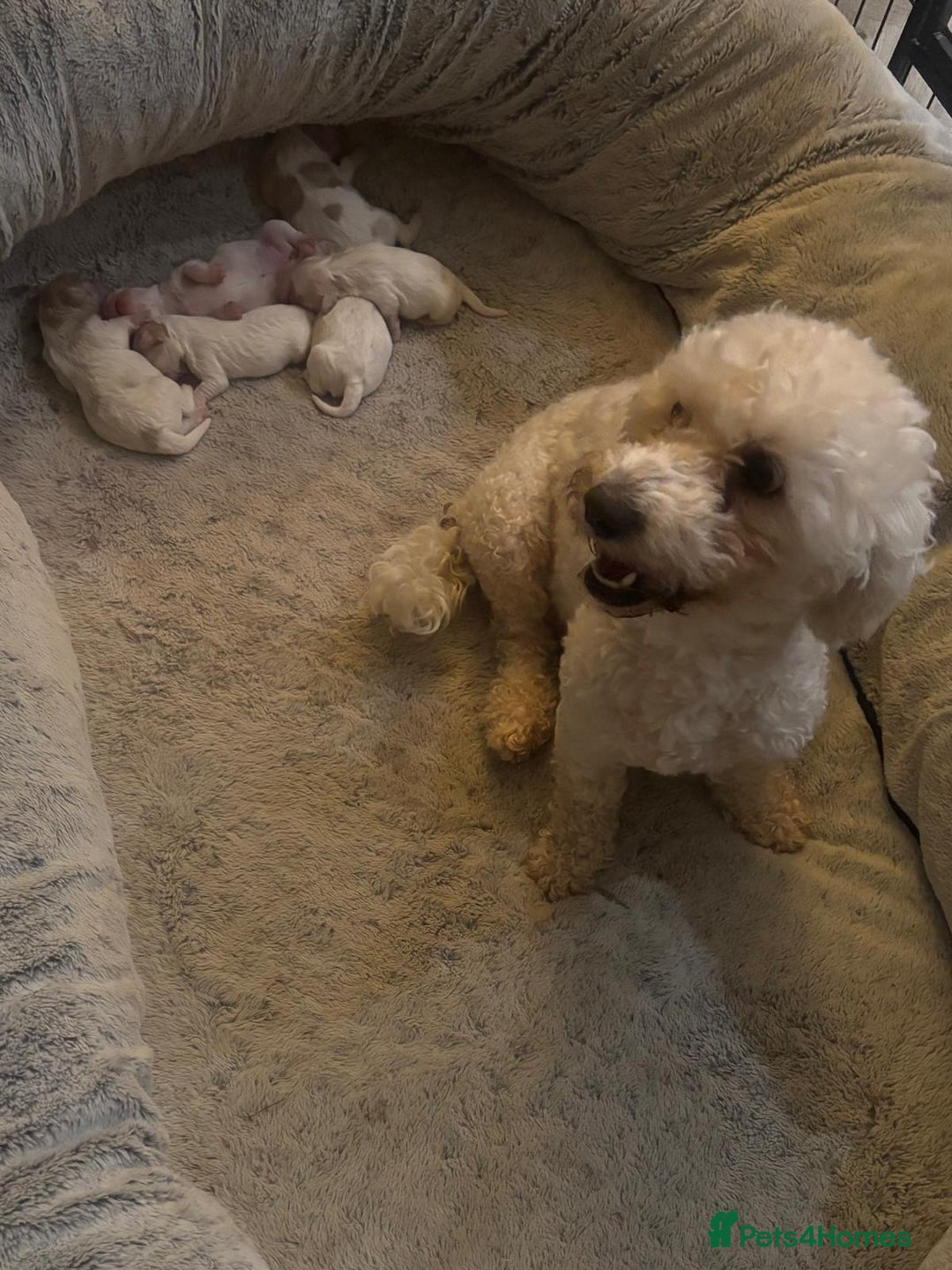 Cavapoochon dogs for sale: ⭐️1 CAVAPOOCHON in Cheshire (KC DAD) ready now✅ - Image 19