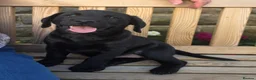Labrador Retriever dogs for sale: Labrador Puppies – KC Reg & Health Tested Lines - Advert 9