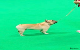 French Bulldog dogs for sale: 🏆KC registered, Standard French Bulldog Puppies🏆 - Image 33