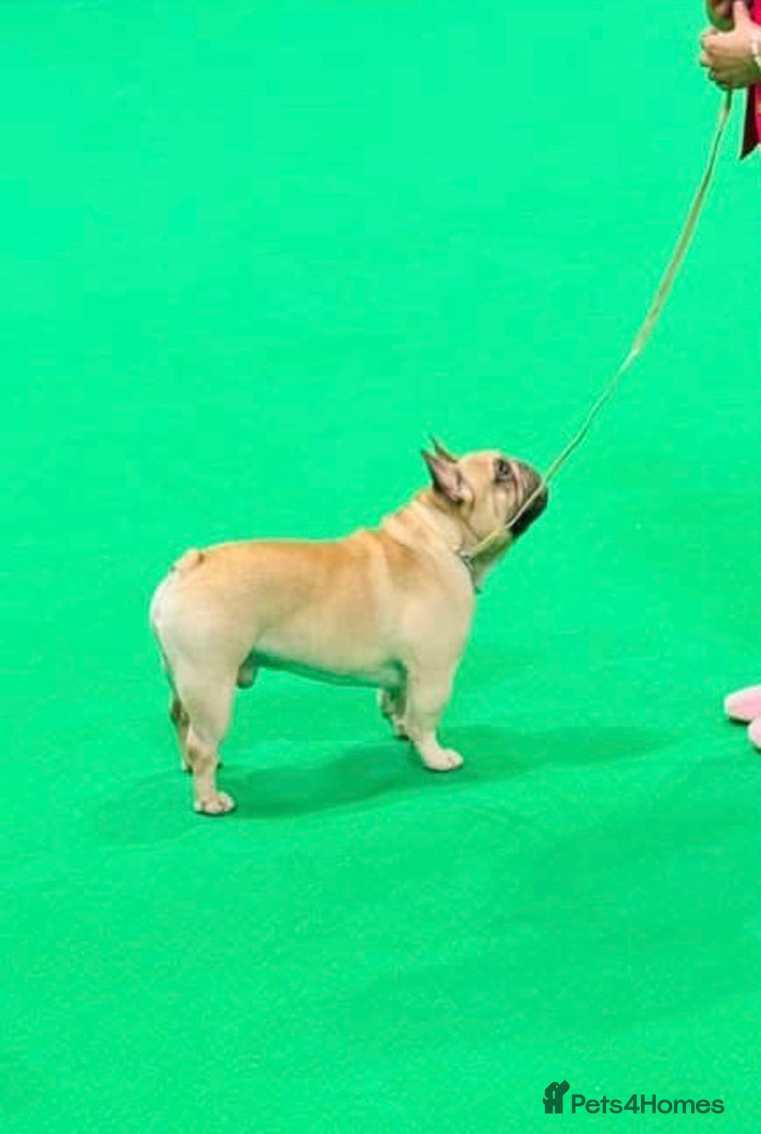 French Bulldog dogs for sale: 🏆KC registered, Standard French Bulldog Puppies🏆 - Image 33