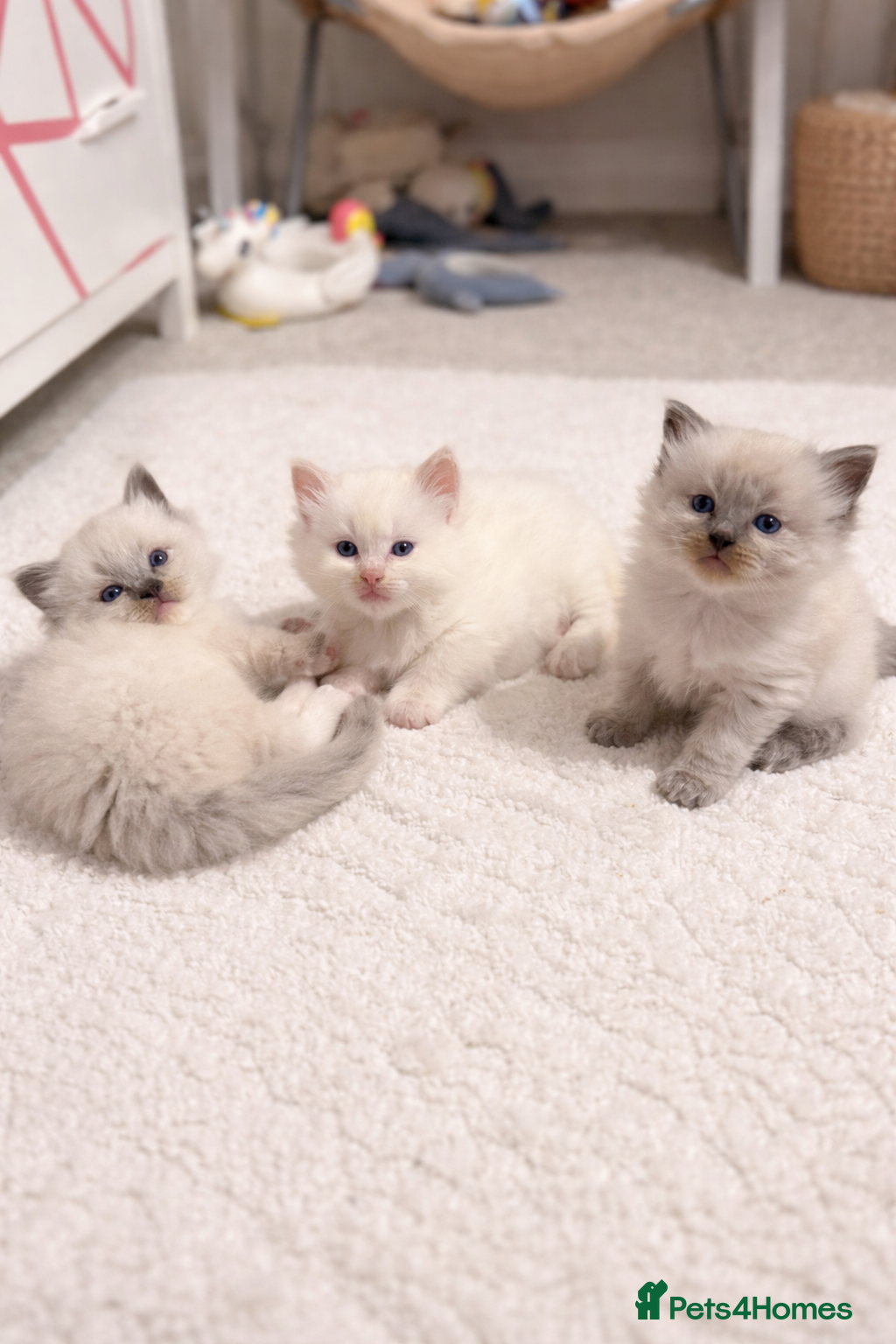 Ragdoll cats Pedigree Blue Ragdoll Kittens - Ready to leave  - Advert 5