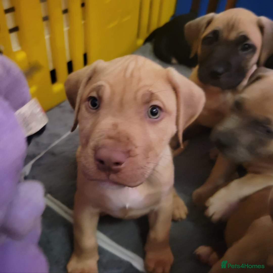 Presa Canario dogs for sale:  Presa Canario Puppies – Ready to leave now - Advert 12