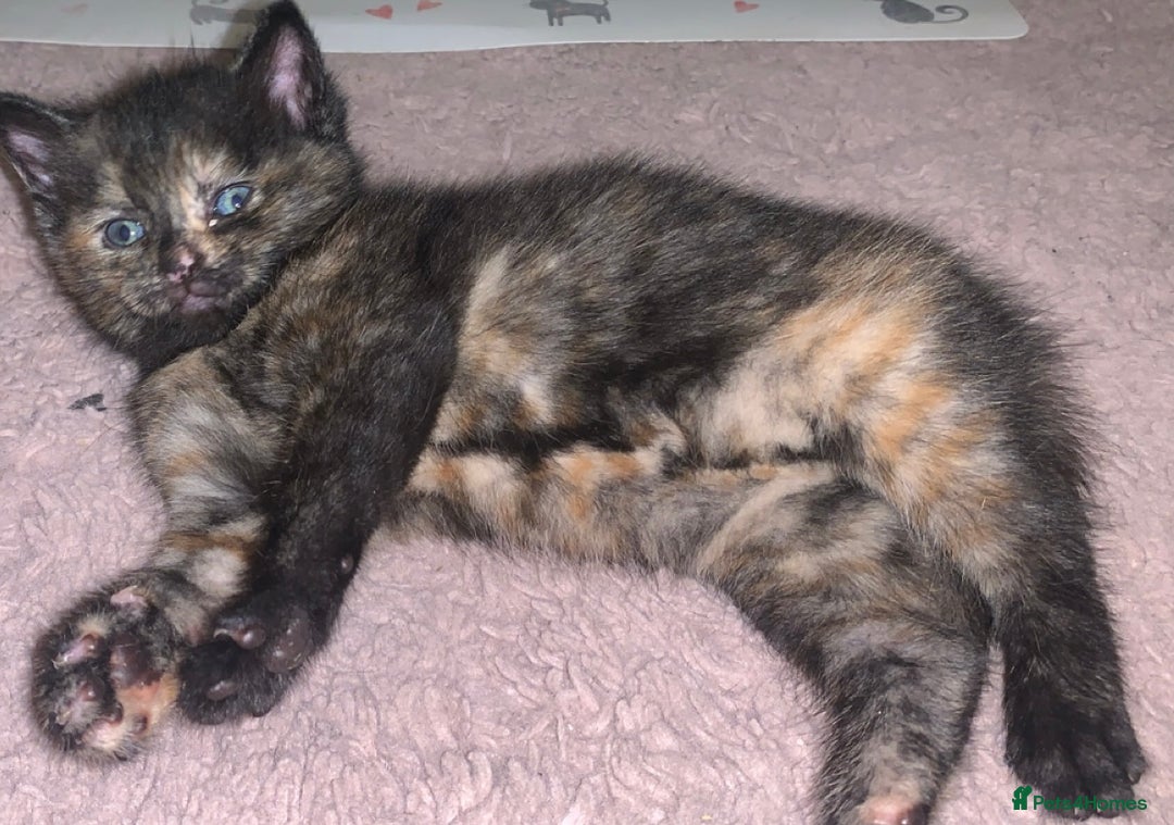 British Shorthair cats for sale: 2 female kittens  - Advert 4