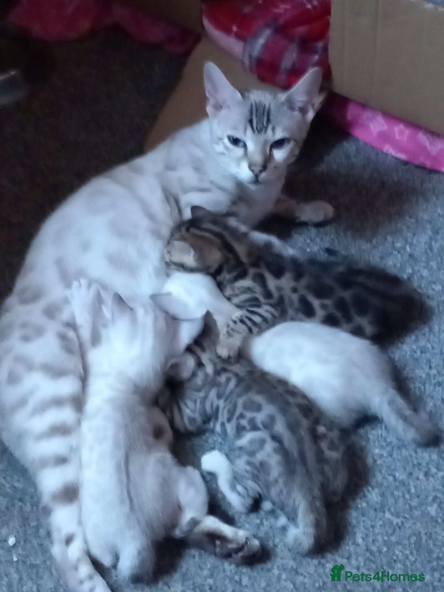 Bengal cats Bengal Kittens - Advert 18