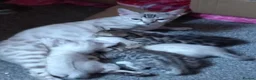 Bengal cats for sale: Bengal Kittens in Langport - Advert 1