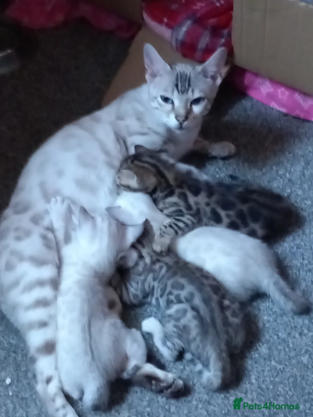 Bengal cats for sale: Bengal Kittens in Langport - Advert 1