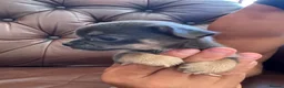 Chihuahua dogs for sale: 3 beautiful chihuahua pups - Advert 14