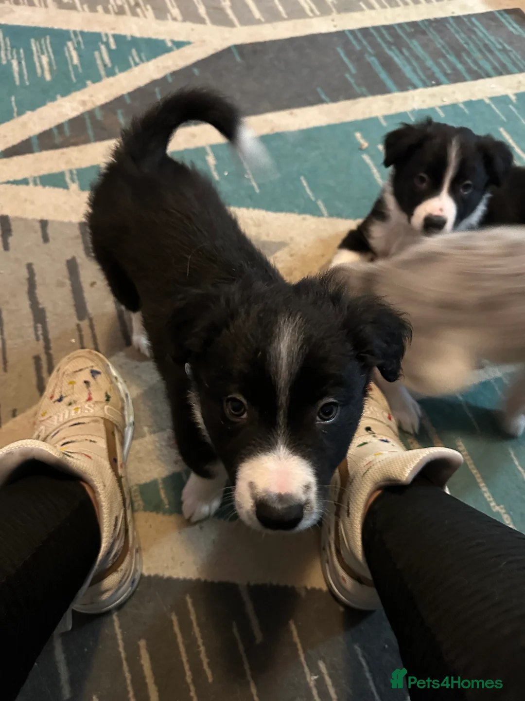 Border Collie dogs for sale: Beautiful Border Collies - Advert 6