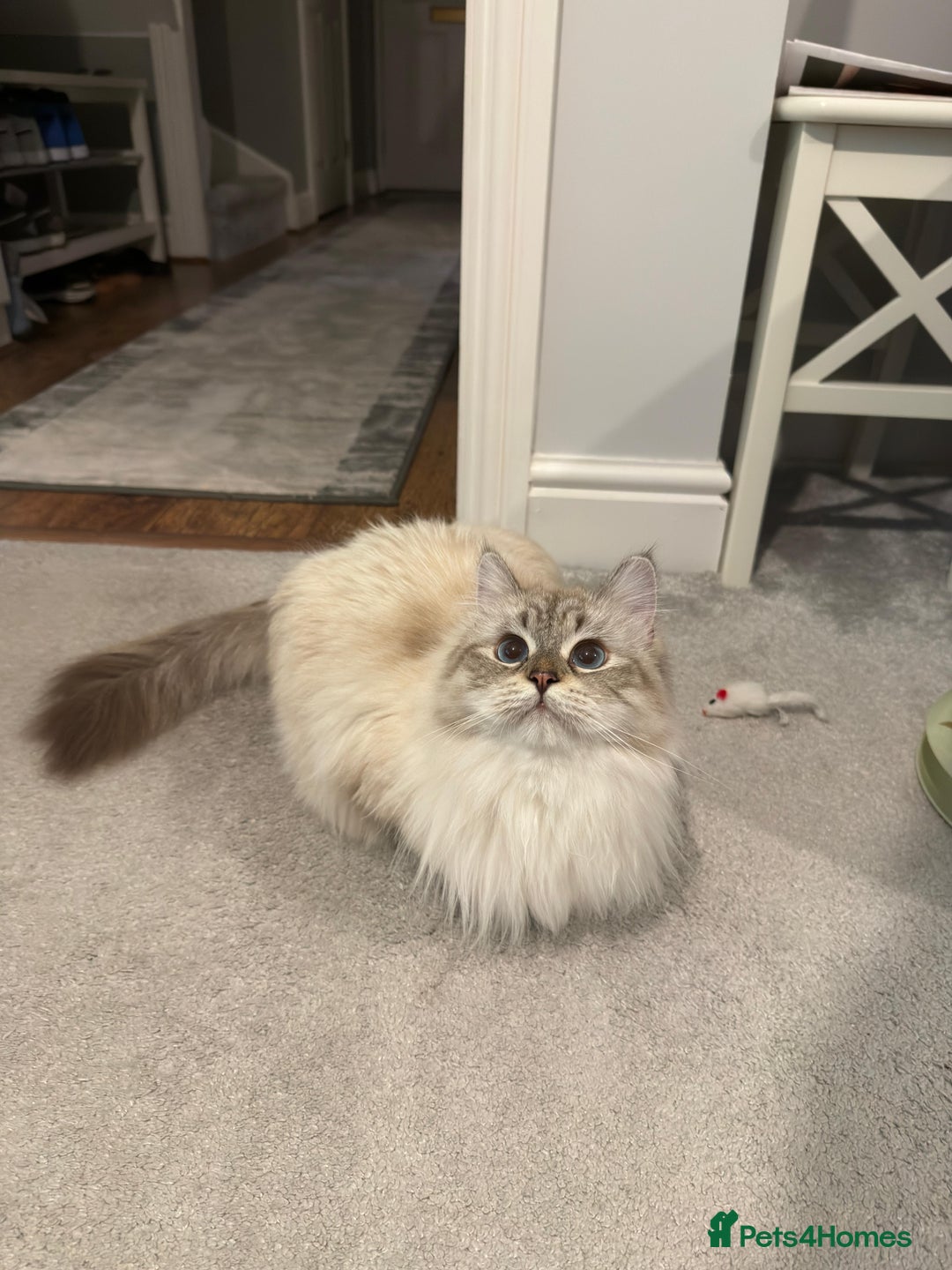 Siberian cats for sale: GCCF Registered Siberian Neva Masquerade Kittens - Image 7