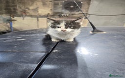 Ragcoon cats for sale: cats  - Image 11