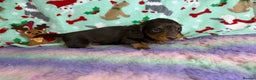 Miniature Dachshund dogs for sale: Chocolate and cream longhair miniature dachshunds  - Advert 3