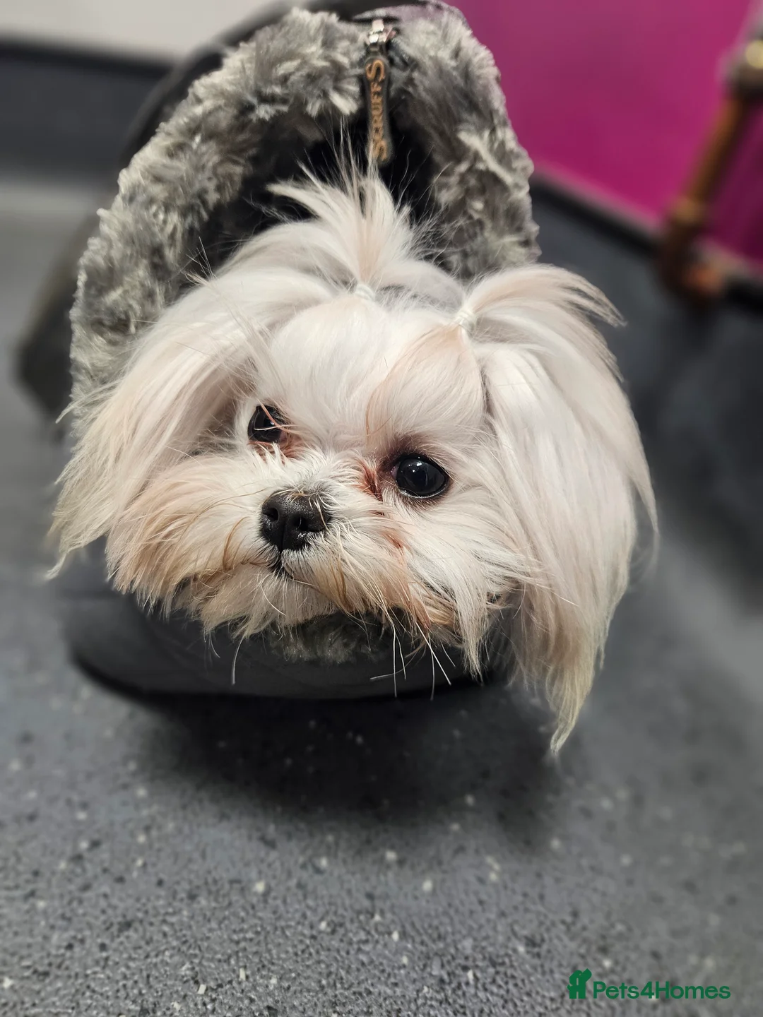 Maltese dogs for sale: Tiny super special Korean Maltese Girl - Advert 2