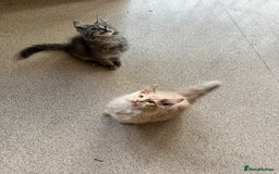 Maine Coon cats for sale: Last 2 boys left   - Image 1