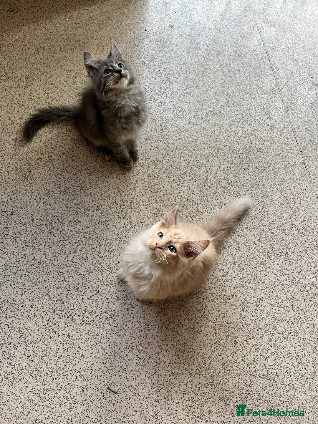Maine Coon cats for sale: Last 2 boys left   - Image 1